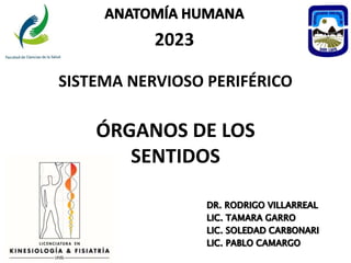 2023
SISTEMA NERVIOSO PERIFÉRICO
ÓRGANOS DE LOS
SENTIDOS
 