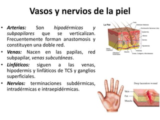 Vasos y nervios de la piel
• Arterias: Son hipodérmicas y
subpapilares que se verticalizan.
Frecuentemente forman anastomosis y
constituyen una doble red.
• Venas: Nacen en las papilas, red
subpapilar, venas subcutáneas.
• Linfáticos: siguen a las venas,
hipodermis y linfáticos de TCS y ganglios
superficiales.
• Nervios: terminaciones subdérmicas,
intradérmicas e intraepidérmicas.
 
