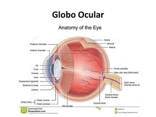 Globo Ocular
 