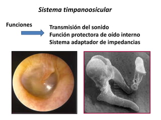 Sistema timpanoosicular
Transmisión del sonido
Función protectora de oído interno
Sistema adaptador de impedancias
Funciones
 