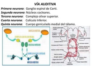 VÍA AUDITIVA
Primera neurona: Ganglio espiral de Corti.
Segunda neurona: Núcleos cocleares.
Tercera neurona: Complejo olivar superior.
Cuarta neurona: Colículo Inferior.
Quinta neurona: Cuerpo geniculado medial del tálamo.
 