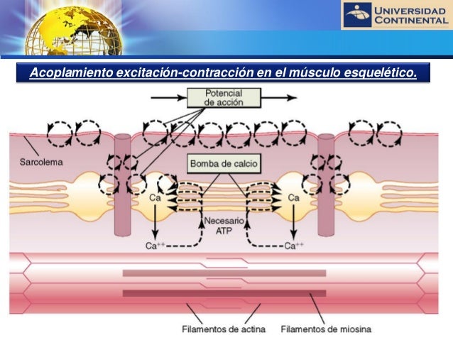 Resultado de imagen para acoplamiento excitacion-contraccion en el musculo esquelético
