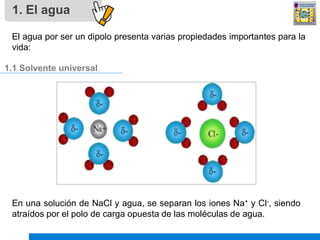 1. El agua
El agua por ser un dipolo presenta varias propiedades importantes para la
vida:
En una solución de NaCl y agua,...