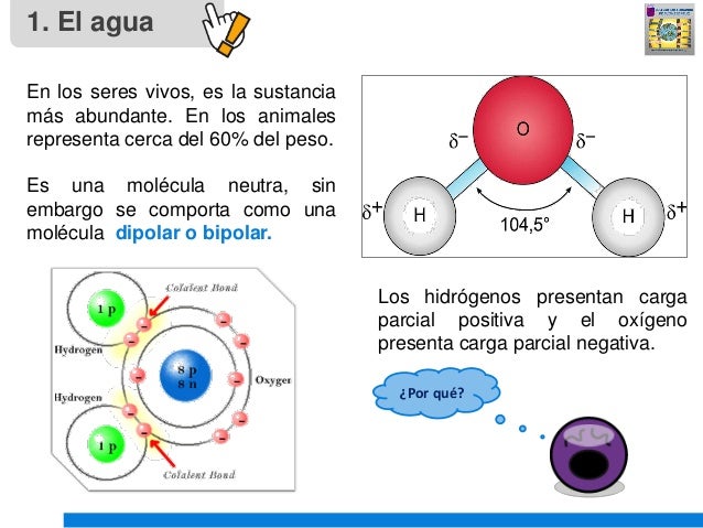 Clase 3 biomoléculas inorgánicas agua y sales minerales