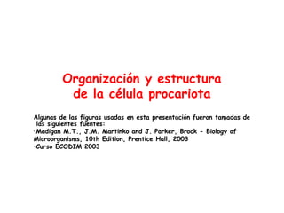 Organización y estructura
de la célula procariota
Algunas de las figuras usadas en esta presentación fueron tamadas de
las siguientes fuentes:
•Madigan M.T., J.M. Martinko and J. Parker, Brock - Biology of
Microorganisms, 10th Edition, Prentice Hall, 2003
•Curso ECODIM 2003
 
