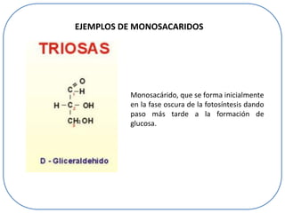 EJEMPLOS DE MONOSACARIDOS

Monosacárido, que se forma inicialmente
en la fase oscura de la fotosíntesis dando
paso más tarde a la formación de
glucosa.

 