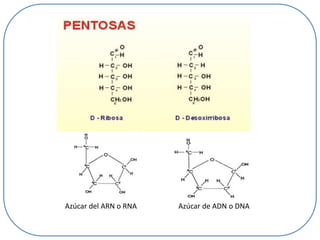 Azúcar del ARN o RNA

Azúcar de ADN o DNA

 