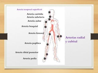 Arteria temporal superficial
Arteria carótida
Arteria subclavia
Arteria axilar
Arteria braquial
Arteria femoral
Arteria poplítea
Arteria tibial posterior
Arteria pedia
Arterias radial
y cubital
 