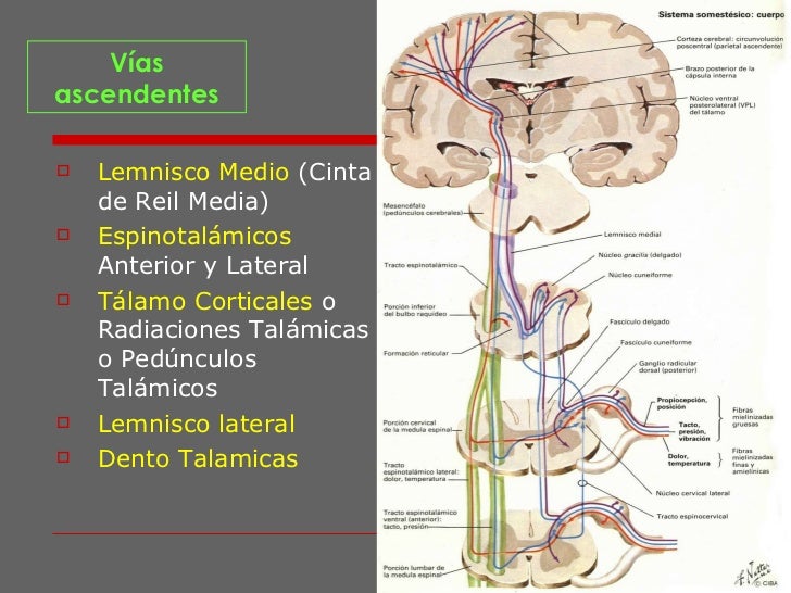 LEMNISCO LATERAL PDF