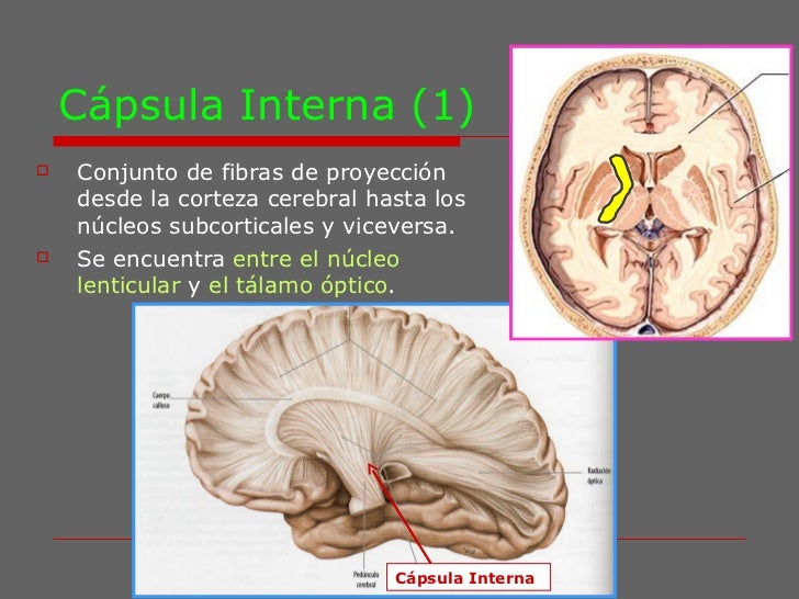 Clase 3 de neuroanato morfologia interna 3 lis Clase 3 de neuroanato morfologia interna 3 lis