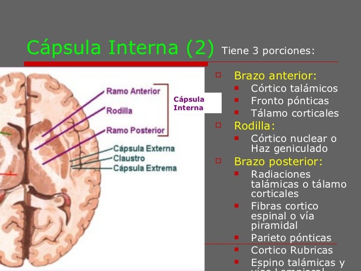 Clase 3 de neuroanato morfologia interna 3 lis Clase 3 de neuroanato morfologia interna 3 lis