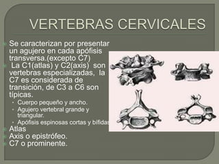  Se caracterizan por presentar
  un agujero en cada apófisis
  transversa.(excepto C7)
 La C1(atlas) y C2(axis) son
  vertebras especializadas, la
  C7 es considerada de
  transición, de C3 a C6 son
  típicas.
    • Cuerpo pequeño y ancho.
    • Agujero vertebral grande y
      triangular.
    • Apófisis espinosas cortas y bífidas.
   Atlas
   Axis o epistrófeo.
   C7 o prominente.
 