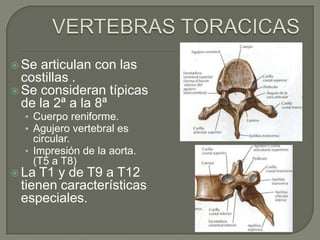  Se  articulan con las
  costillas .
 Se consideran típicas
  de la 2ª a la 8ª
  • Cuerpo reniforme.
  • Agujero vertebral es
    circular.
  • Impresión de la aorta.
    (T5 a T8)
 La T1 y de T9 a T12
 tienen características
 especiales.
 