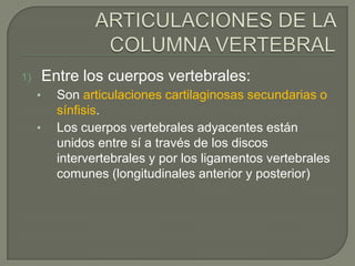 1)       Entre los cuerpos vertebrales:
     •     Son articulaciones cartilaginosas secundarias o
           sínfisis.
     •     Los cuerpos vertebrales adyacentes están
           unidos entre sí a través de los discos
           intervertebrales y por los ligamentos vertebrales
           comunes (longitudinales anterior y posterior)
 