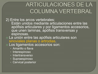 2) Entre los arcos vertebrales:
    Están unidos mediante articulaciones entre las
    apófisis articulares y por ligamentos accesorios,
    que unen laminas, apófisis transversas y
    espinosas.
 La unión entre las apófisis articulares son
  sinoviales planas o artrodias.
 Los ligamentos accesorios son:
  •   Amarillo o flava
  •   Interespinoso
  •   Intertransverso
  •   Supraespinoso
  •   Cervical posterior
 