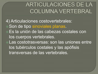 4) Articulaciones costovertebrales:
 Son de tipo sinoviales planas.
 Es la unión de las cabezas costales con
  los cuerpos vertebrales.
 Las costotrasversas: son las uniones entre
  los tubérculos costales y las apófisis
  transversas de las vertebrales.
 