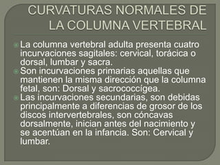  La columna vertebral adulta presenta cuatro
  incurvaciones sagitales: cervical, torácica o
  dorsal, lumbar y sacra.
 Son incurvaciones primarias aquellas que
  mantienen la misma dirección que la columna
  fetal, son: Dorsal y sacrococcígea.
 Las incurvaciones secundarias, son debidas
  principalmente a diferencias de grosor de los
  discos intervertebrales, son cóncavas
  dorsalmente, inician antes del nacimiento y
  se acentúan en la infancia. Son: Cervical y
  lumbar.
 