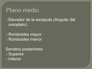  Elevador
         de la escapula (Angular del
 omoplato).

 Romboides mayor
 Romboides menor


Serratos posteriores:
 Superior
 Inferior
 