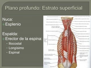 Nuca:
 Esplenio


Espalda:
 Erector de la espina:
  • Iliocostal
  • Longísimo
  • Espinal
 