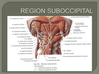 Clase3 espalday columna