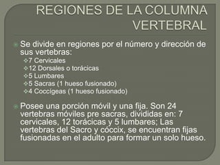   Se divide en regiones por el número y dirección de
    sus vertebras:
    7 Cervicales
    12 Dorsales o torácicas
    5 Lumbares
    5 Sacras (1 hueso fusionado)
    4 Coccígeas (1 hueso fusionado)

   Posee una porción móvil y una fija. Son 24
    vertebras móviles pre sacras, divididas en: 7
    cervicales, 12 torácicas y 5 lumbares; Las
    vertebras del Sacro y cóccix, se encuentran fijas
    fusionadas en el adulto para formar un solo hueso.
 