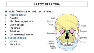 El macizo facial esta formado por 14 huesos:
a. Huesos pares:
• Nasales
• Maxilares superiores:
• Cigomáticos:
• Lagrimales:
• Palatinos:
• Cornete nasal inferior:
b. Huesos impares:
• Vómer
• Mandíbula:
HUESOS DE LA CARA
 