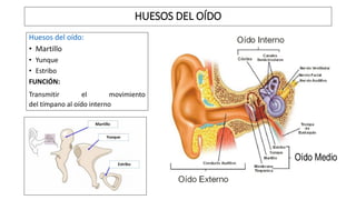 Huesos del oído:
• Martillo
• Yunque
• Estribo
FUNCIÓN:
Transmitir el movimiento
del tímpano al oído interno
HUESOS DEL OÍDO
 
