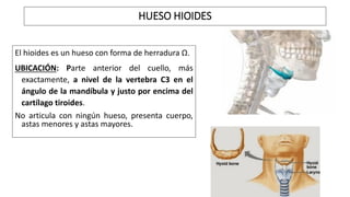 El hioides es un hueso con forma de herradura Ω.
UBICACIÓN: Parte anterior del cuello, más
exactamente, a nivel de la vertebra C3 en el
ángulo de la mandíbula y justo por encima del
cartílago tiroides.
No articula con ningún hueso, presenta cuerpo,
astas menores y astas mayores.
HUESO HIOIDES
 