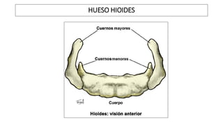 HUESO HIOIDES
 