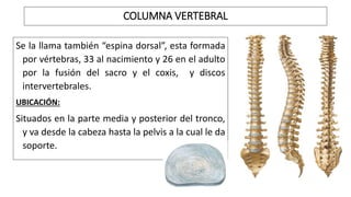 Se la llama también “espina dorsal”, esta formada
por vértebras, 33 al nacimiento y 26 en el adulto
por la fusión del sacro y el coxis, y discos
intervertebrales.
UBICACIÓN:
Situados en la parte media y posterior del tronco,
y va desde la cabeza hasta la pelvis a la cual le da
soporte.
COLUMNA VERTEBRAL
 