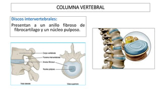 Discos intervertebrales:
Presentan a un anillo fibroso de
fibrocartílago y un núcleo pulposo.
COLUMNA VERTEBRAL
 