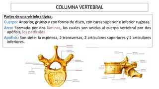 Partes de una vértebra típica:
Cuerpo: Anterior, grueso y con forma de disco, con caras superior e inferior rugosas.
Arco: Formado por dos láminas, las cuales son unidas al cuerpo vertebral por dos
apófisis, los pedículos
Apófisis: Son siete: la espinosa, 2 transversas, 2 articulares superiores y 2 articulares
inferiores.
COLUMNA VERTEBRAL
 