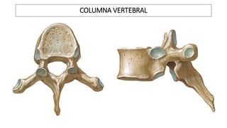 COLUMNA VERTEBRAL
 
