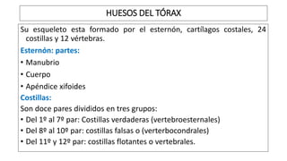 Su esqueleto esta formado por el esternón, cartílagos costales, 24
costillas y 12 vértebras.
Esternón: partes:
• Manubrio
• Cuerpo
• Apéndice xifoides
Costillas:
Son doce pares divididos en tres grupos:
• Del 1º al 7º par: Costillas verdaderas (vertebroesternales)
• Del 8º al 10º par: costillas falsas o (verterbocondrales)
• Del 11º y 12º par: costillas flotantes o vertebrales.
HUESOS DEL TÓRAX
 