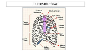 HUESOS DEL TÓRAX
 