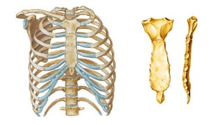 ESQUELETO AXIAL , COMPONENTES , DESCRIPCION