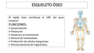 ESQUELETO ÓSEO
El tejido óseo constituye el 18% del peso
corporal
FUNCIONES:
• Sostenimiento
• Protección
• Asistencia al movimiento
• Mineral de homeostasis
• Producción de células Sanguíneas.
• Almacenamiento de triglicéridos.
 