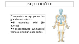 ESQUELETO ÓSEO
El esqueleto se agrupa en dos
grandes estructuras:
►El esqueleto axial (80
huesos)
►Y el apendicular (126 huesos)
Vamos a estudiarlo por partes
 