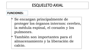 ESQUELETO AXIAL
FUNCIONES:
 