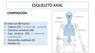 ESQUELETO AXIAL
COMPOSICIÓN:
En total son 80 huesos
• Cabeza (22) – Cráneo (8) , cara(14)
• Columna vertebral (26)
• Caja torácica (25) – esternón ,
costillas(24)
• Huesecillos auditivos (6)
• Hioides (1)
 