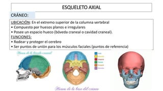 ESQUELETO AXIAL
CRÁNEO:
UBICACIÓN: En el extremo superior de la columna vertebral
• Compuesto por huesos planos e irregulares
• Posee un espacio hueco (bóveda craneal o cavidad craneal).
FUNCIONES:
• Rodear y proteger el cerebro
• Ser puntos de unión para los músculos faciales (puntos de referencia)
 