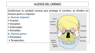 HUESOS DEL CRÁNEO
Conforman la cavidad craneal que protege el cerebro, se dividen en
huesos pares e impares:
a. Huesos impares:
• Frontal:
• Occipital:
• Esfenoidal:
• Etmoides
b. Huesos pares:
• Parietales:
• Temporales:
 