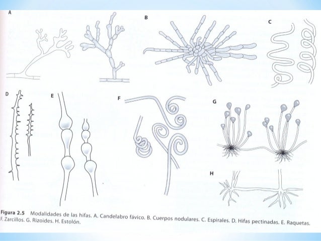 candelabro favicon clase 3 estructura de los hongos 2015 candelabro favicon clase 3 estructura de los hongos 2015