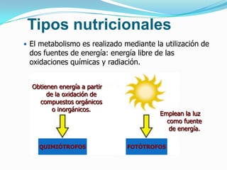 Tipos nutricionales
 El metabolismo es realizado mediante la utilización de
 dos fuentes de energía: energía libre de las
 oxidaciones químicas y radiación.


  Obtienen energía a partir
       de la oxidación de
    compuestos orgánicos
         o inorgánicos.
                                         Emplean la luz
                                           como fuente
                                            de energía.

    QUIMIÓTROFOS               FOTÓTROFOS
 