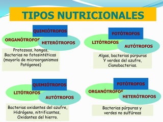 TIPOS NUTRICIONALES
               QUIMIÓTROFOS
                                             FOTÓTROFOS
ORGANÓTROFOS
                   HETERÓTROFOS      LITÓTROFOS
                                                    AUTÓTROFOS
     Protozoos, hongos,
 Bacterias no fotosintéticas           Algas, bacterias púrpuras
(mayoría de microorganismos              Y verdes del azufre,
         Patógenos)                         Cianobacterias.



              QUIMIÓTROFOS                      FOTÓTROFOS

     LITÓTROFOS                     ORGANÓTROFOS
                     AUTÓTROFOS                 HETERÓTROFOS

  Bacterias oxidantes del azufre,        Bacterias púrpuras y
     Hidrógeno, nitrificantes,            verdes no sulfúreas
       Oxidantes del hierro.
 