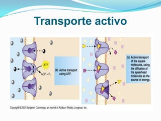 Transporte activo
 