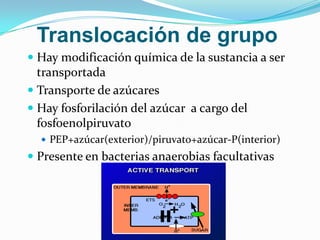 Translocación de grupo
 Hay modificación química de la sustancia a ser
  transportada
 Transporte de azúcares
 Hay fosforilación del azúcar a cargo del
  fosfoenolpiruvato
   PEP+azúcar(exterior)/piruvato+azúcar-P(interior)
 Presente en bacterias anaerobias facultativas
 