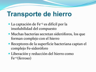 Transporte de hierro
 La captación de Fe+3 es difícil por la
  insolubilidad del compuesto
 Muchas bacterias secretan sideróforos, los que
  forman complejo con el hierro
 Receptores de la superficie bacteriana captan el
  complejo Fe-sideróforo
 Liberación y reducción del hierro como
  Fe+2(ferroso)
 