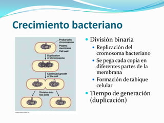 Crecimiento bacteriano
               División binaria
                 Replicación del
                  cromosoma bacteriano
                 Se pega cada copia en
                  diferentes partes de la
                  membrana
                 Formación de tabique
                  celular
               Tiempo de generación
                (duplicación)
 