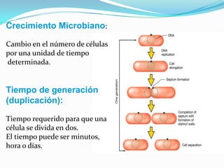 Crecimiento Microbiano:

Cambio en el número de células
por una unidad de tiempo
determinada.


Tiempo de generación
(duplicación):

Tiempo requerido para que una
célula se divida en dos.
El tiempo puede ser minutos,
hora o días.
 